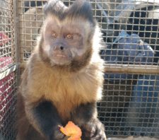 Defesa Civil resgata macaco-prego no Jardim Ikeda