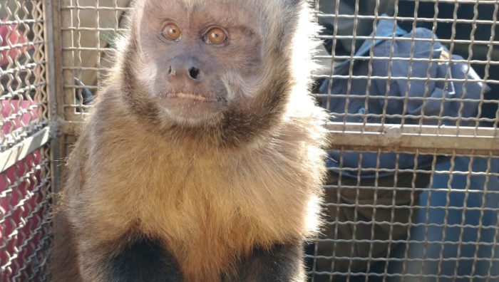Defesa Civil resgata macaco-prego no Jardim Ikeda