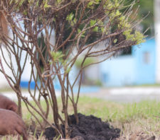 Viveiro Municipal intensifica ações de zeladoria em praças de Suzano