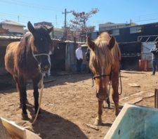 Operação conjunta resgata animais em situação de maus tratos no Jardim Monte Cristo