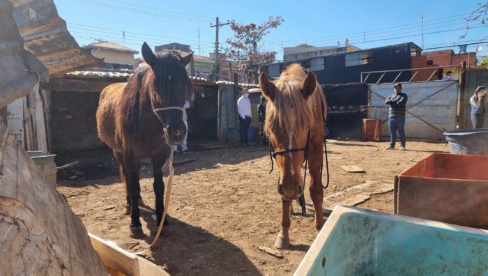 Operação conjunta resgata animais em situação de maus tratos no Jardim Monte Cristo