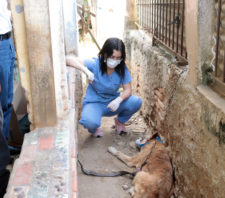 Meio Ambiente resgata dois cães no Jardim Imperador