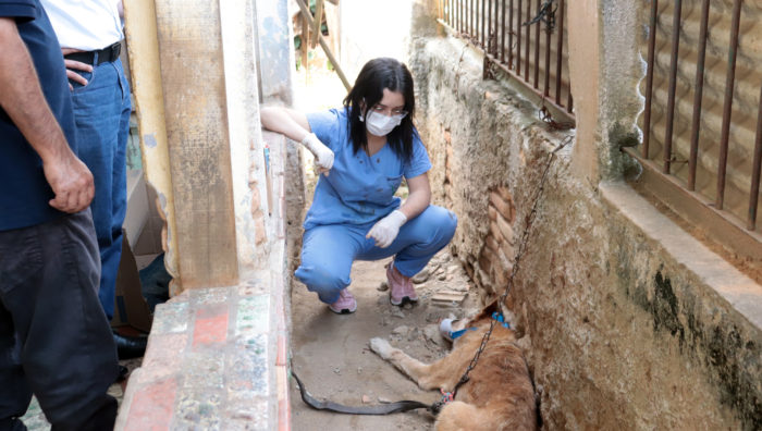 Meio Ambiente resgata dois cães no Jardim Imperador