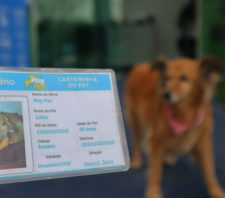 PlayPet orienta sobre atualização da carteira de vacinação dos cães