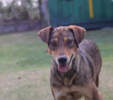 ‘Baby, Me Leva!’ tem mais de 150 cães e gatos para adoção