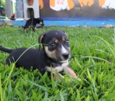 Setor de Bem-Estar Animal promove evento de adoção responsável