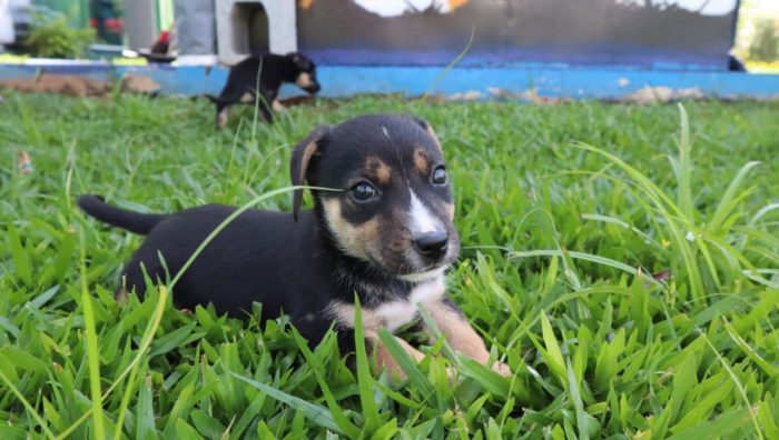 Setor de Bem-Estar Animal promove evento de adoção responsável