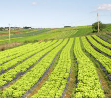Suzano ganha estações meteorológicas para impulsionar produção agrícola