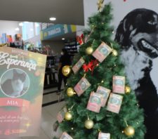 Campanha de apadrinhamento de cães e gatos é prorrogada