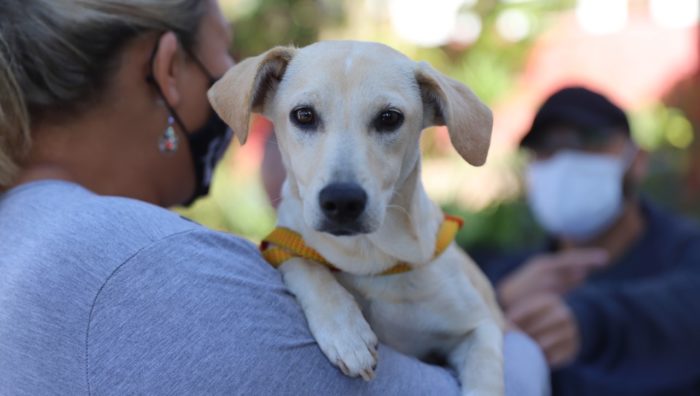 Meio Ambiente atualiza cadastros para castração animal em clínicas conveniadas