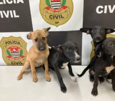 Ação conjunta resgata cães em situação de maus tratos no Sesc