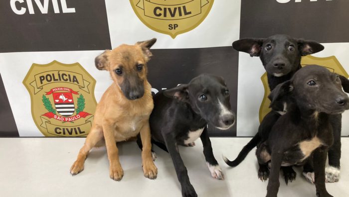 Ação conjunta resgata cães em situação de maus tratos no Sesc
