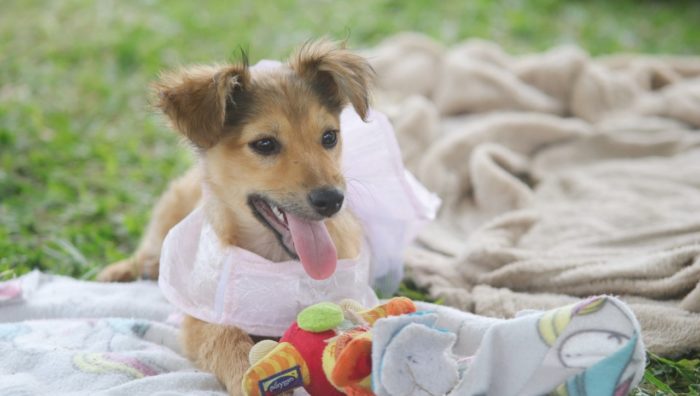 ’Baby, Me Leva’ começa 2022 com 60 animais disponíveis para adoção