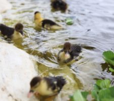 Viveiro Municipal começa o ano com nascimento de seis patos