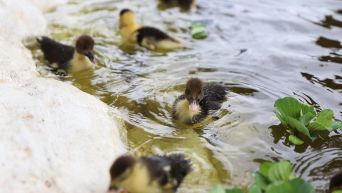 Viveiro Municipal começa o ano com nascimento de seis patos