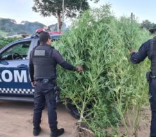 GCM apreende dois pés de maconha no Rio Abaixo