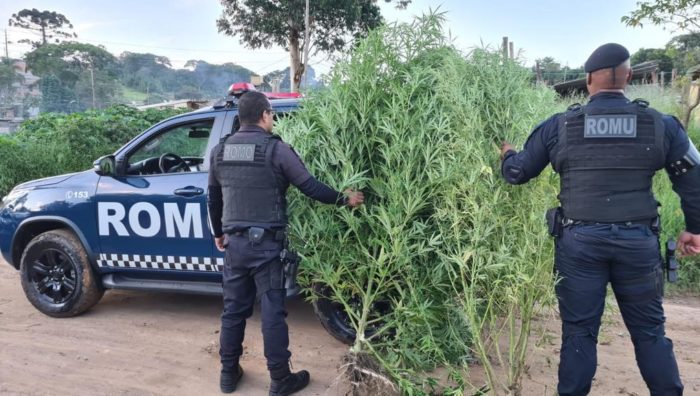 GCM apreende dois pés de maconha no Rio Abaixo