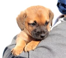 Meio Ambiente prepara evento para adoção de animais no Suzano Shopping