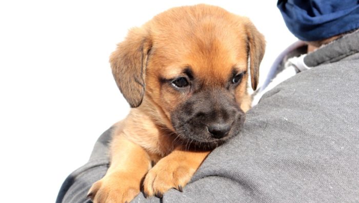 Meio Ambiente prepara evento para adoção de animais no Suzano Shopping