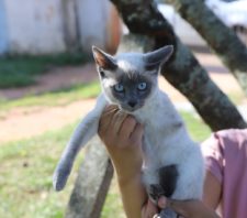 ‘Baby, Me Leva’ tem 21 gatos disponíveis para adoção