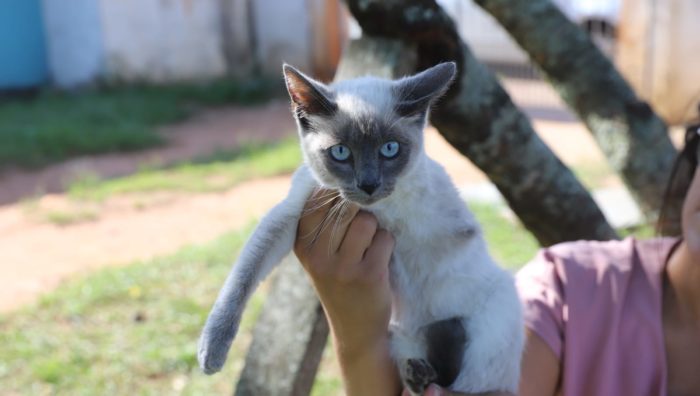 ‘Baby, Me Leva’ tem 21 gatos disponíveis para adoção