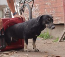 Suzano segue com projeto-piloto de castração animal no Monte Cristo