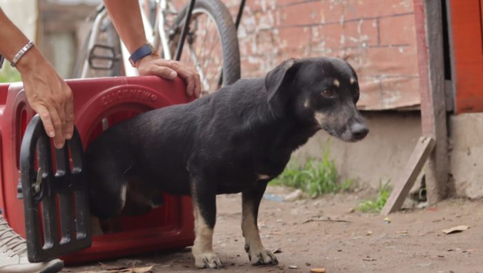 Suzano segue com projeto-piloto de castração animal no Monte Cristo