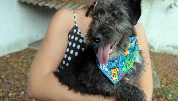 Bem-Estar Animal celebra 73 anos de Suzano com evento de adoção