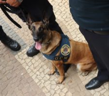Cão da GCM conquista 1º lugar em competição no interior paulista