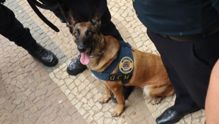 Cão da GCM conquista 1º lugar em competição no interior paulista