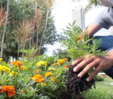 Viveiro Municipal segue com ações de zeladoria nas praças de Suzano