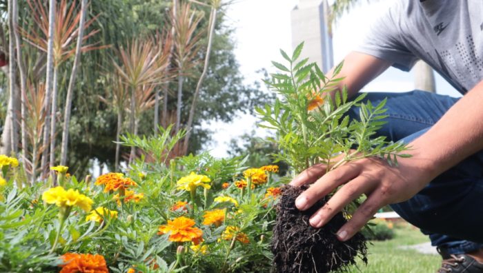 Viveiro Municipal segue com ações de zeladoria nas praças de Suzano