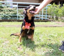 Bem-Estar Animal protagoniza história de superação de cadela resgatada em rodovia