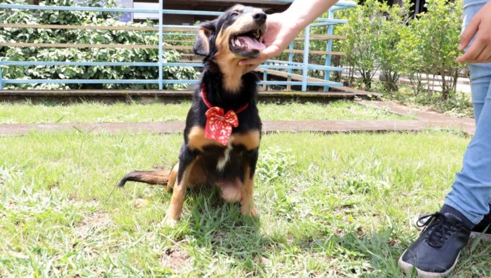 Bem-Estar Animal protagoniza história de superação de cadela resgatada em rodovia