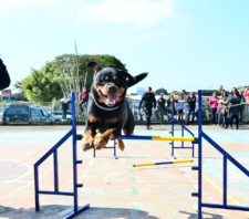 Canil da GCM faz apresentação no Jardim Colorado