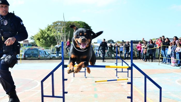Canil da GCM faz apresentação no Jardim Colorado