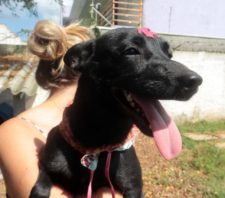 Projeto ‘Baby, me Leva’ chega à marca de 200 animais adotados