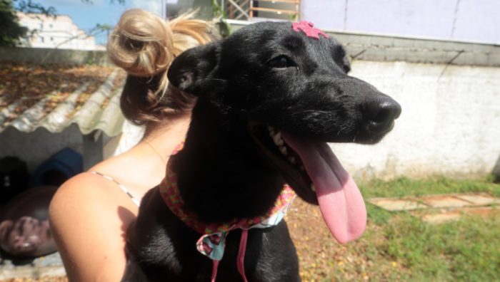 Projeto ‘Baby, me Leva’ chega à marca de 200 animais adotados