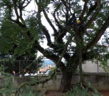 Secretaria de Meio Ambiente reforça orientações sobre poda de árvores