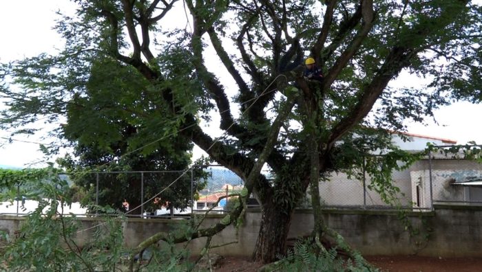 Secretaria de Meio Ambiente reforça orientações sobre poda de árvores