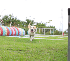 Suzano conquista Centro de Bem-Estar Animal