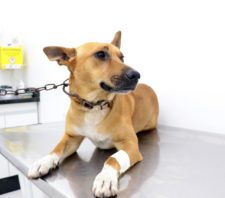 Suzano destaca avanços na gestão de resíduos e bem-estar animal
