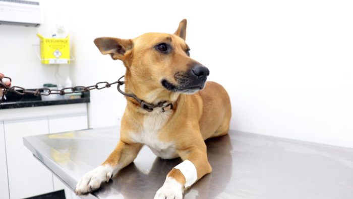 Suzano destaca avanços na gestão de resíduos e bem-estar animal