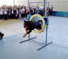 Canil da GCM se apresenta para mais de mil crianças da escola Marques Figueira