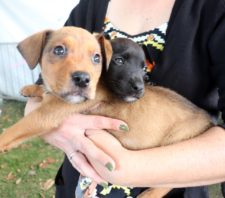 Meio Ambiente inicia campanha de arrecadação de itens para uso de pets