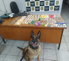 Canil e Romo atuam juntos em apreensão de drogas e recuperação de veículo