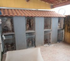 Meio Ambiente resgata 29 animais em situação de maus-tratos no Jardim Varan