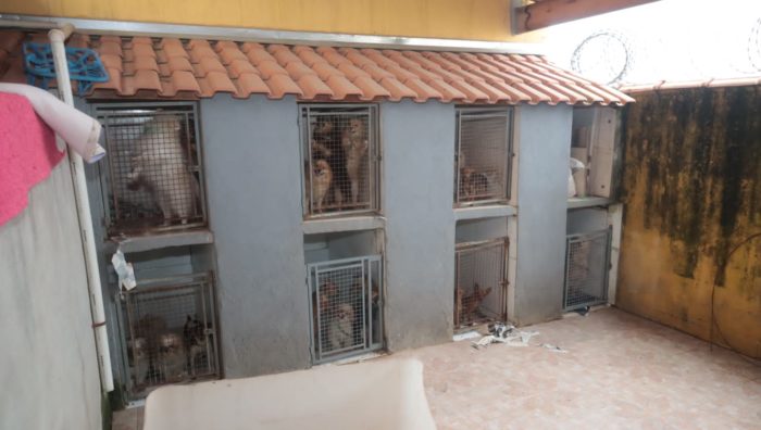 Meio Ambiente resgata 29 animais em situação de maus-tratos no Jardim Varan
