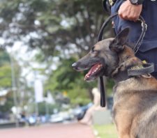 Após oito anos de serviço na GCM, cão Hunter se aposenta
