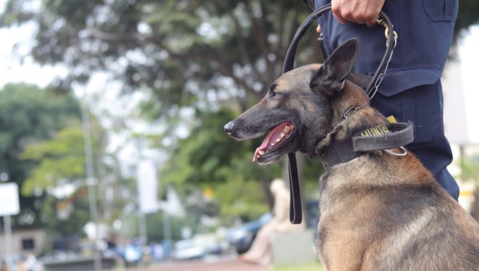 Após oito anos de serviço na GCM, cão Hunter se aposenta